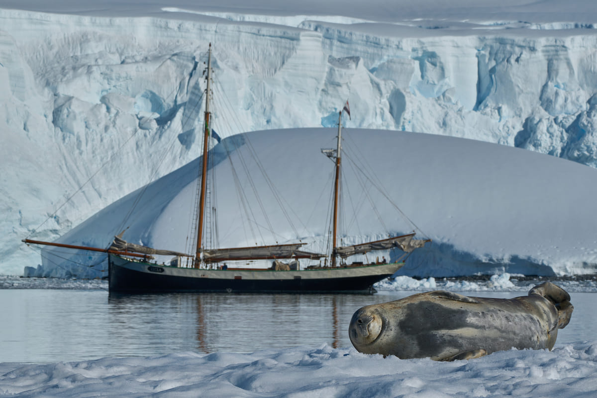 tecla antartica 2024 026