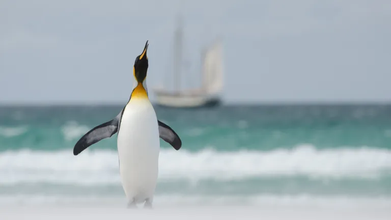 konings pinguin zeilreis tecla de nederlandse vloot